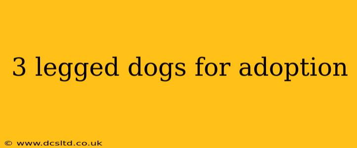 3 legged dogs for adoption