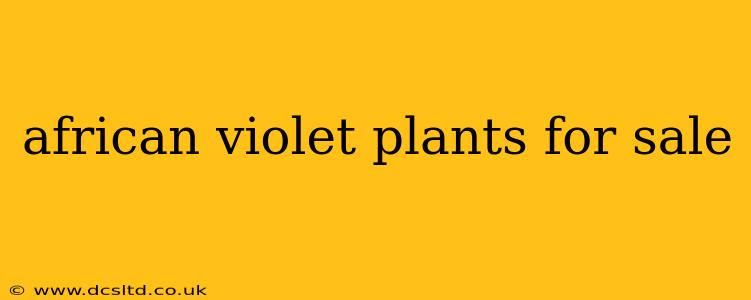 african violet plants for sale