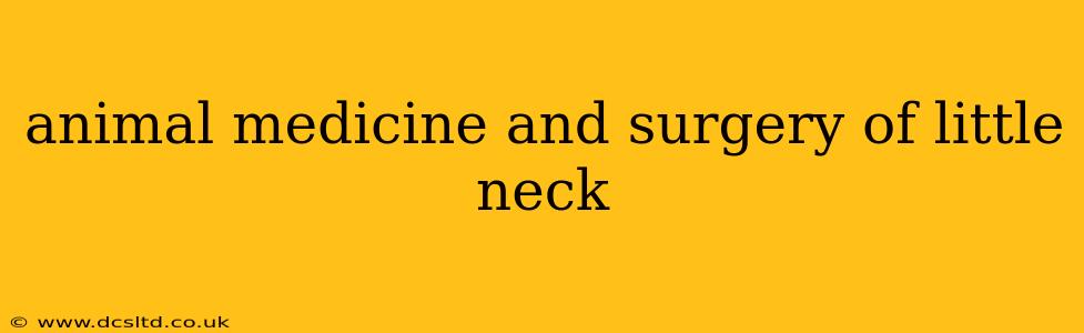animal medicine and surgery of little neck