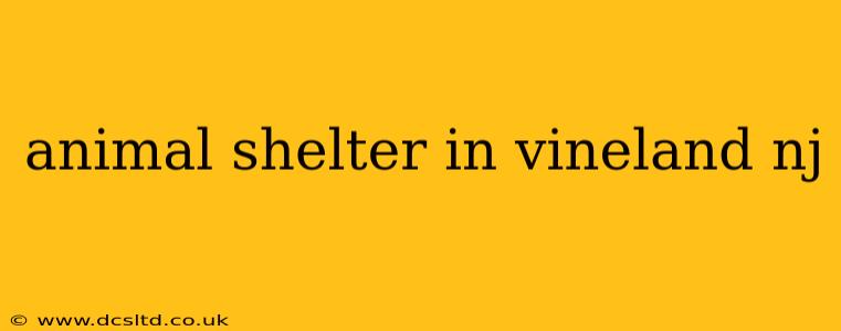 animal shelter in vineland nj