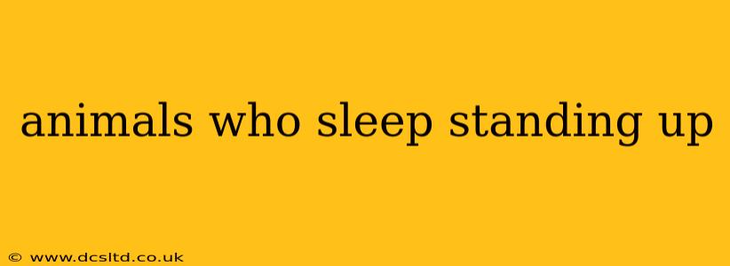 animals who sleep standing up