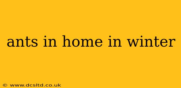 ants in home in winter