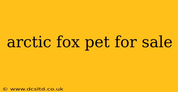 arctic fox pet for sale