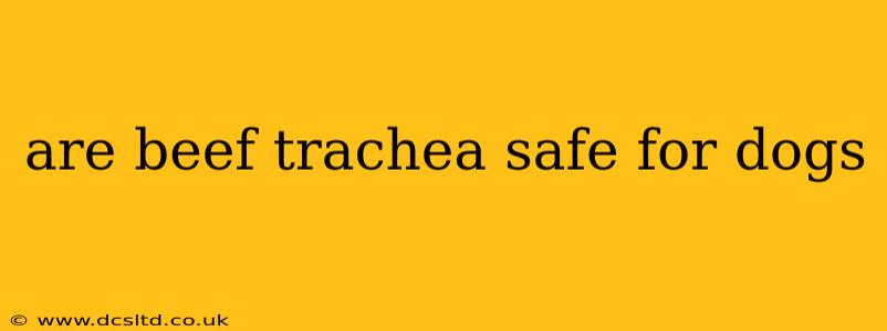 are beef trachea safe for dogs