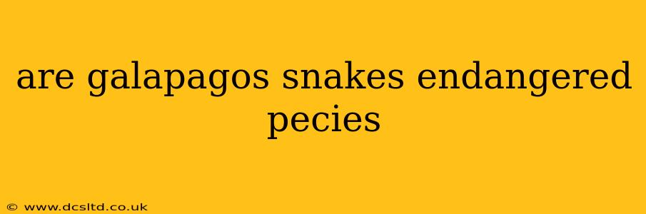 are galapagos snakes endangered pecies