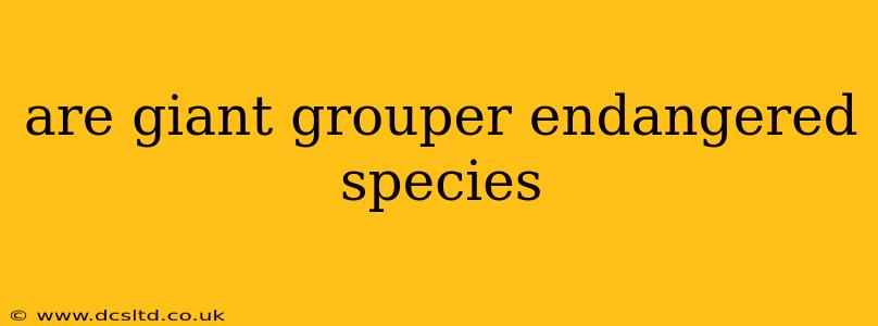 are giant grouper endangered species