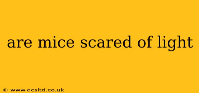 are mice scared of light