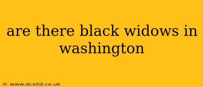 are there black widows in washington