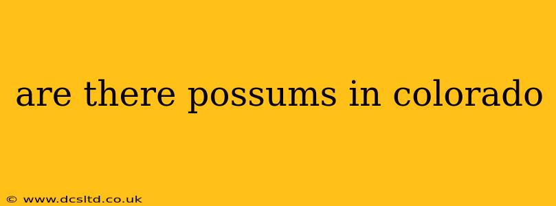 are there possums in colorado