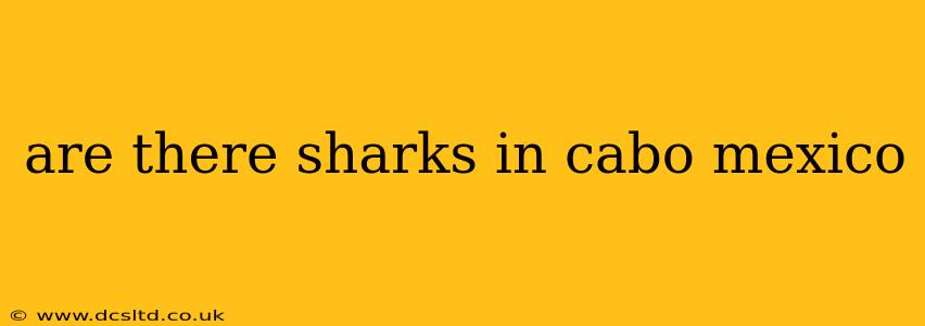 are there sharks in cabo mexico