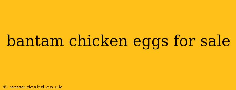 bantam chicken eggs for sale