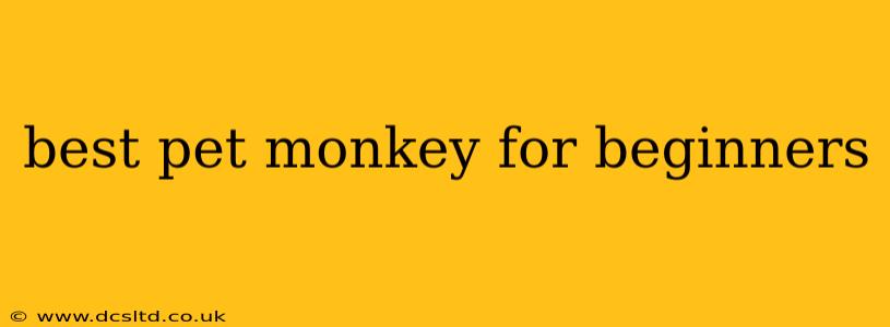 best pet monkey for beginners