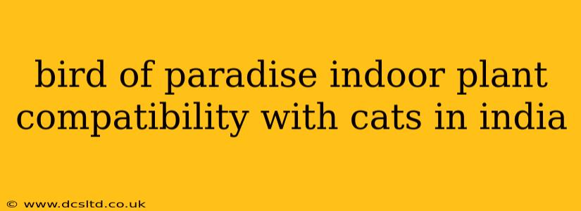 bird of paradise indoor plant compatibility with cats in india