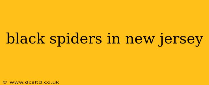 black spiders in new jersey