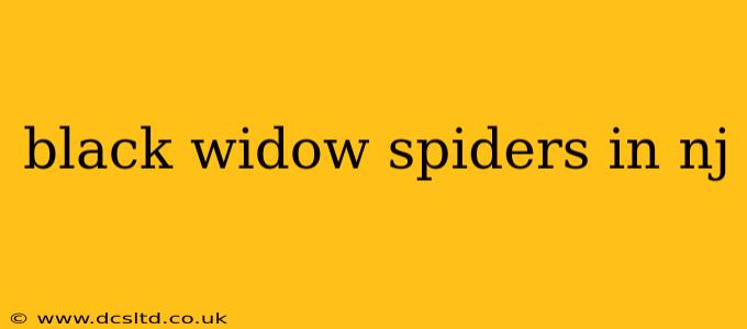 black widow spiders in nj