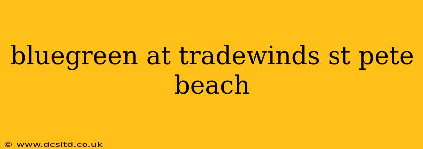 bluegreen at tradewinds st pete beach