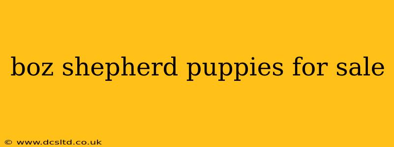 boz shepherd puppies for sale