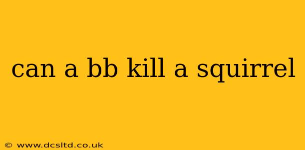 can a bb kill a squirrel