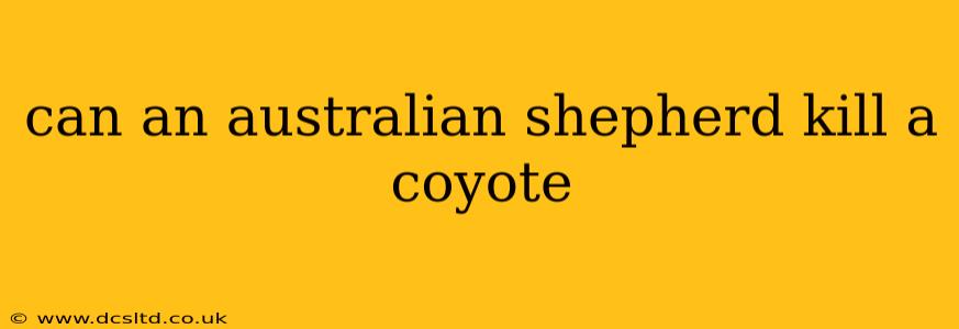 can an australian shepherd kill a coyote