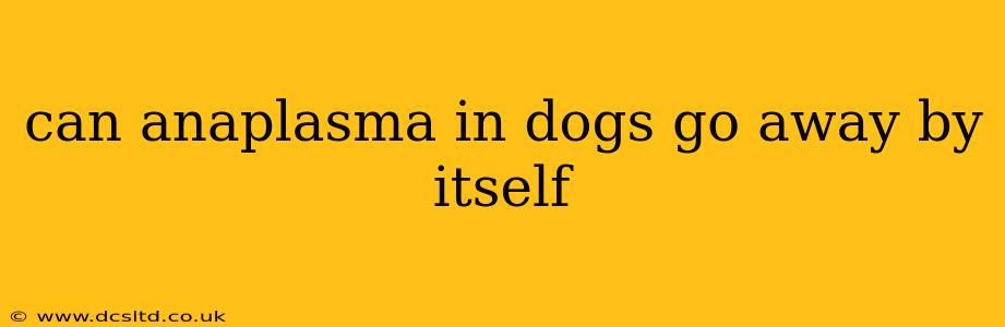 can anaplasma in dogs go away by itself