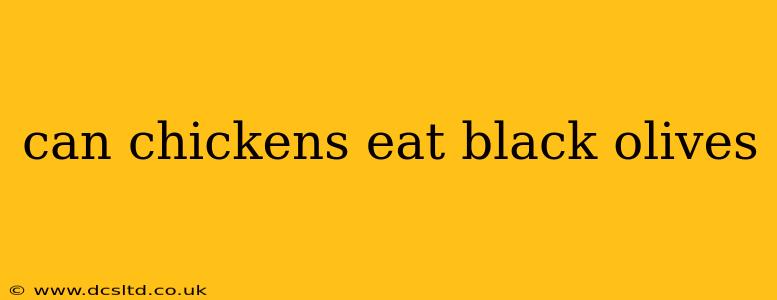 can chickens eat black olives