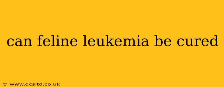 can feline leukemia be cured