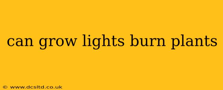 can grow lights burn plants