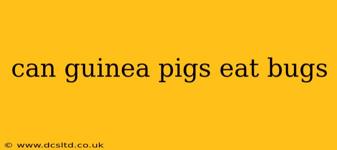 can guinea pigs eat bugs