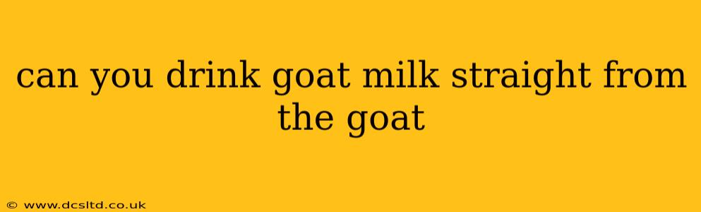 can you drink goat milk straight from the goat