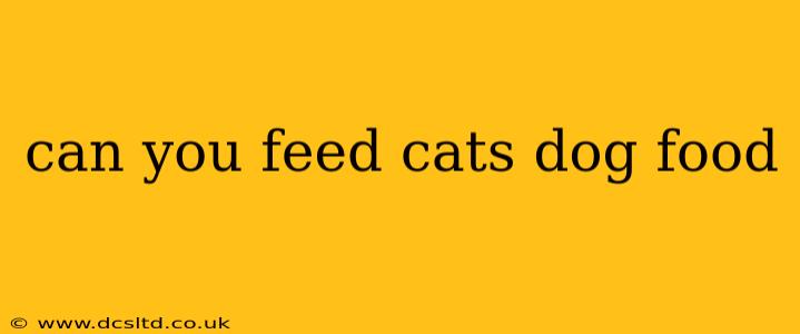 can you feed cats dog food