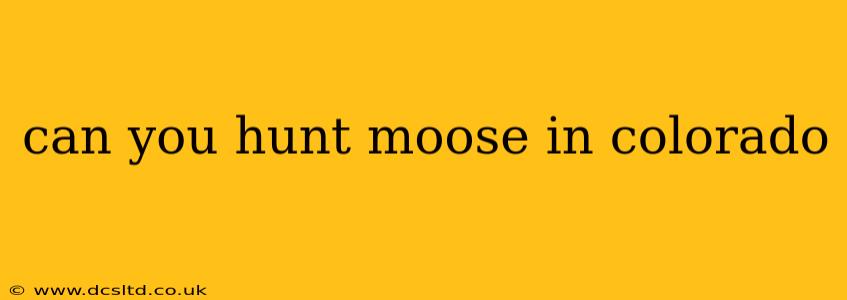 can you hunt moose in colorado