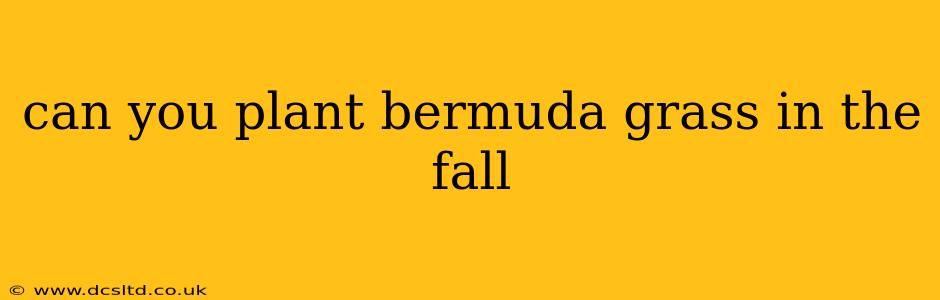 can you plant bermuda grass in the fall