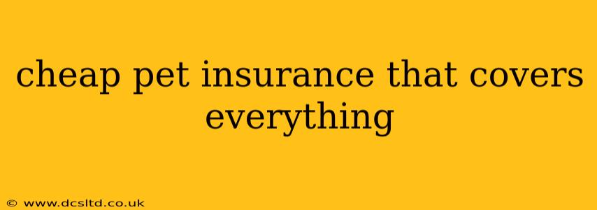cheap pet insurance that covers everything