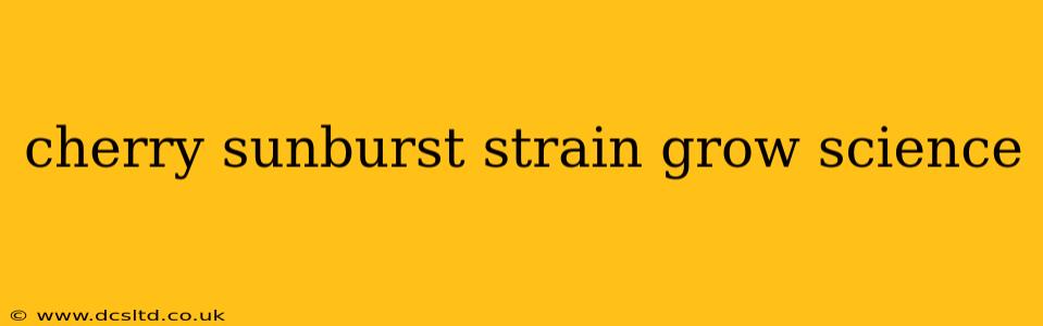 cherry sunburst strain grow science