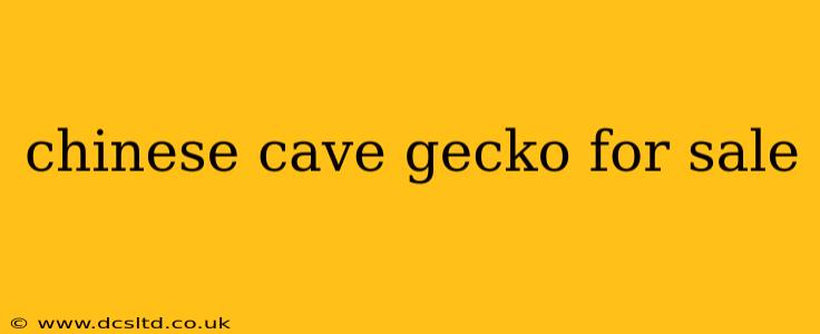 chinese cave gecko for sale