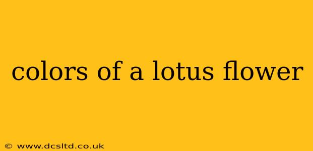 colors of a lotus flower
