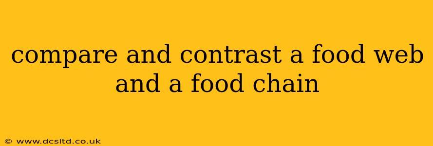 compare and contrast a food web and a food chain