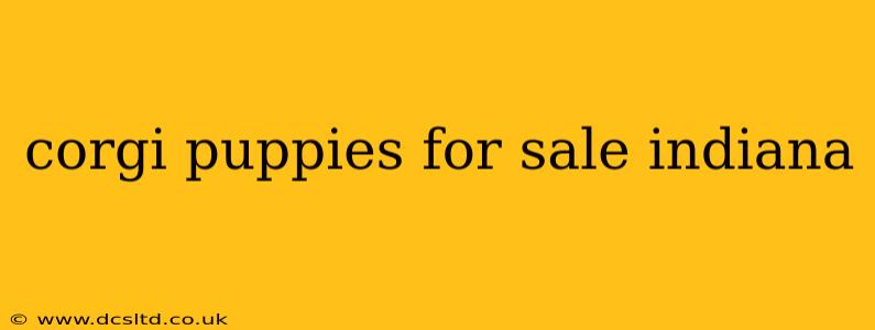 corgi puppies for sale indiana