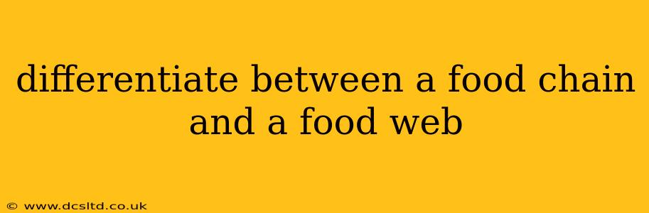 differentiate between a food chain and a food web