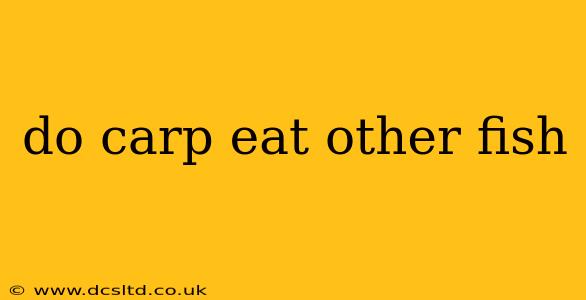do carp eat other fish