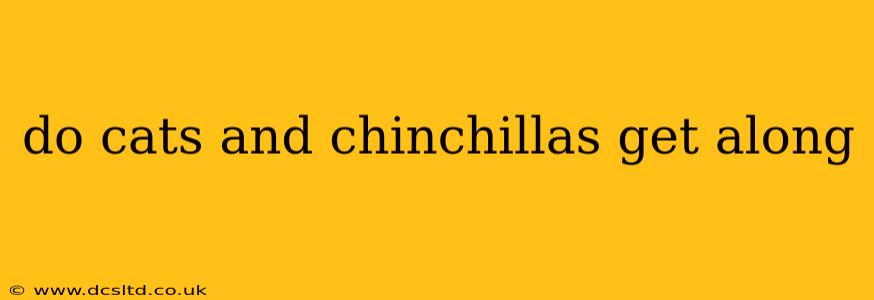 do cats and chinchillas get along