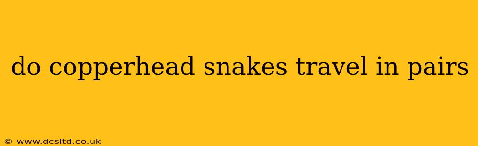 do copperhead snakes travel in pairs