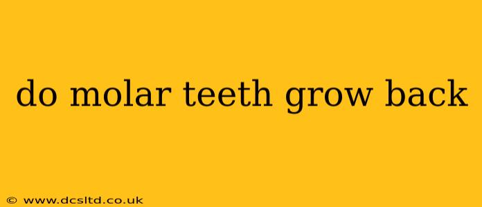 do molar teeth grow back