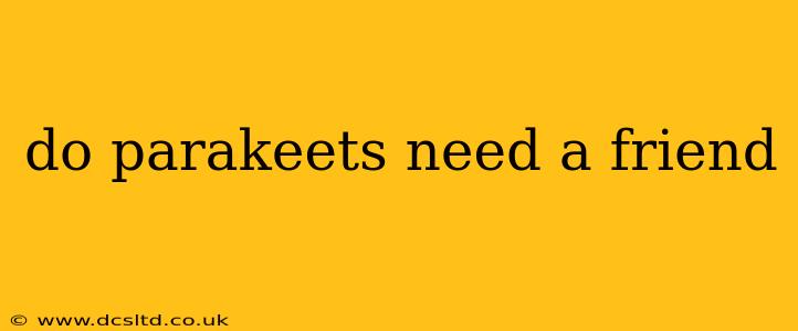 do parakeets need a friend