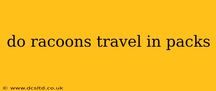 do racoons travel in packs