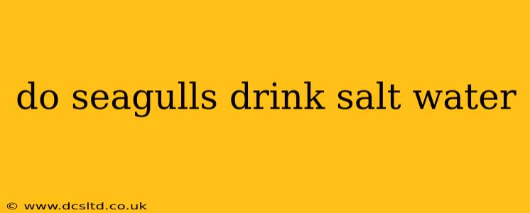do seagulls drink salt water