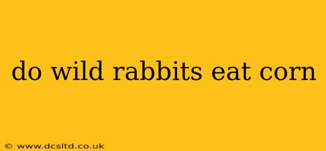 do wild rabbits eat corn