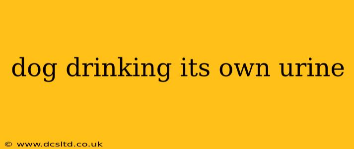 dog drinking its own urine