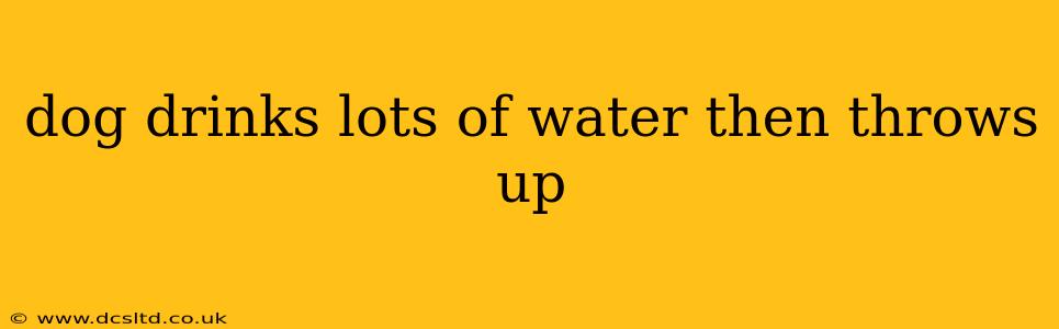 dog drinks lots of water then throws up