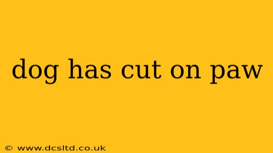 dog has cut on paw